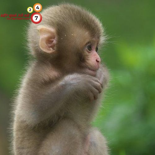 Mơ thấy khỉ con