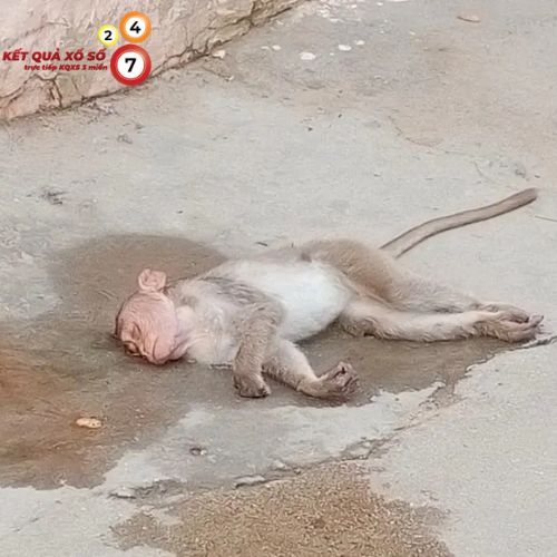 Giấc mơ mang một điềm báo không mấy tích cực