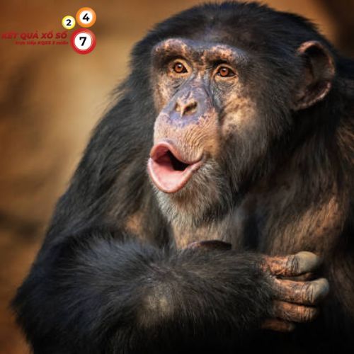 Mơ thấy khỉ nói chuyện là giấc mơ khá kỳ lạ