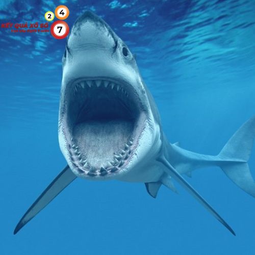 Giải mã giấc mơ thấy cá mập