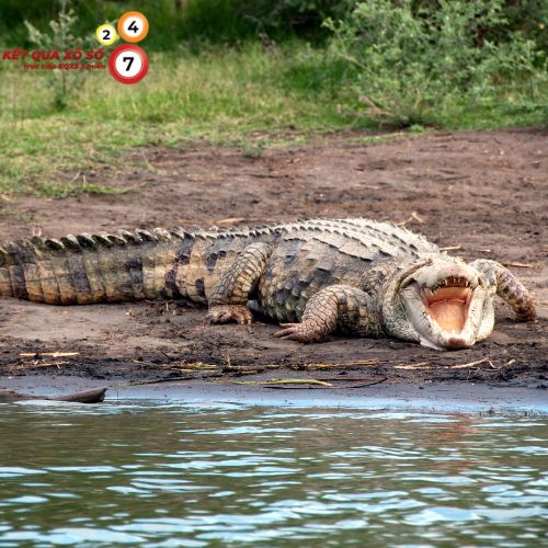 Chiêm bao thấy bản thân bị cá sấu rượt đuổi