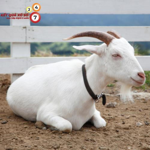 Mơ thấy dê trắng – Dấu hiệu của khởi đầu suôn sẻ và bình an