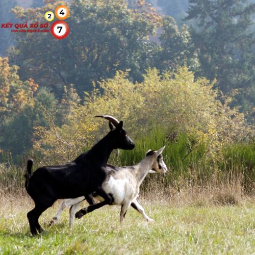 Giải mã giấc mơ bị dê rượt đuổi: Ý nghĩa và điềm báo tâm lý