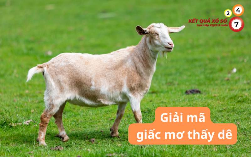 Nằm mơ thấy dê – Giải mã giấc mơ & con số may mắn
