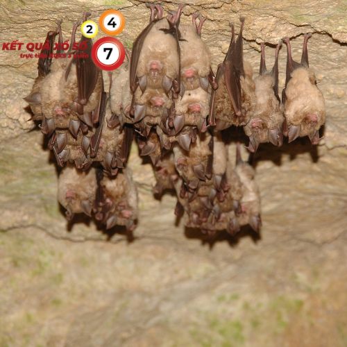 Mơ thấy đàn dơi