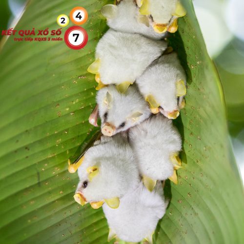 Mơ thấy dơi màu trắng