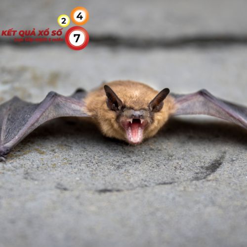 Mơ thấy dơi cắn