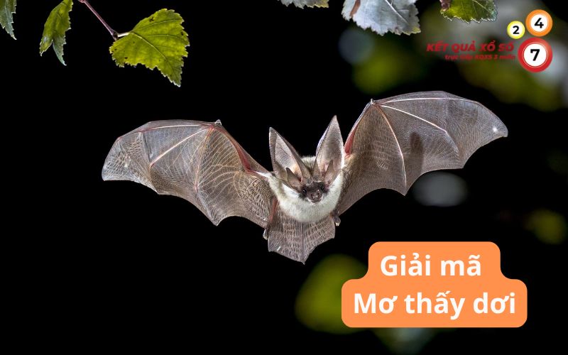 Mơ thấy dơi là điềm gì? Giải mã & Con số may mắn chuẩn xác