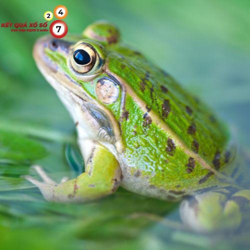 Khám phá ý nghĩa và điềm báo khi bạn mơ thấy ếch