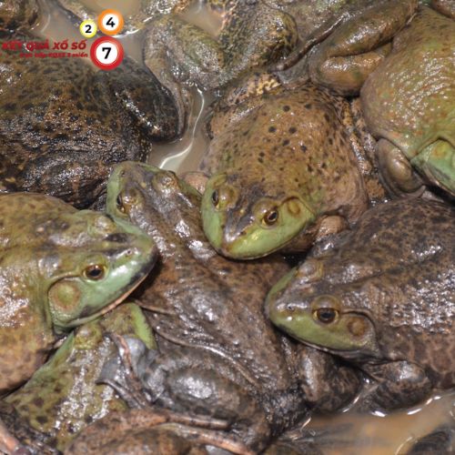Mơ thấy rất nhiều ếch xuất hiện