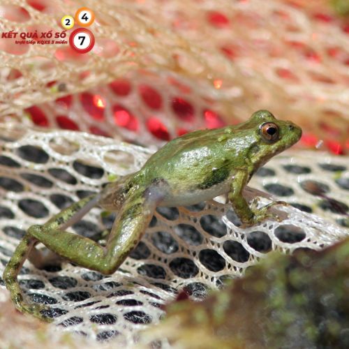 Chiêm bao thấy ếch nhảy vào nhà