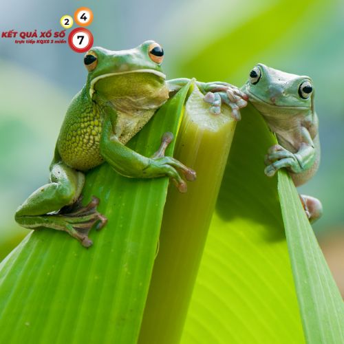 Tham khảo các con số may mắn khi mơ thấy ếch trong những tình huống khác