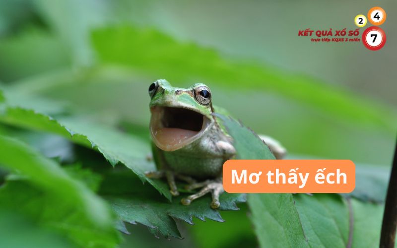 Mơ thấy ếch là điềm gì? Giải mã giấc mơ và con số may mắn