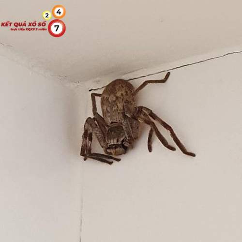 Mơ thấy nhện bò trong nhà