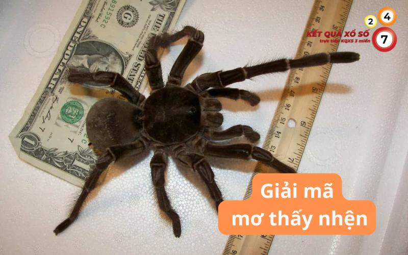 Mơ thấy nhện là điềm gì? Giải mã và con số tài lộc may mắn