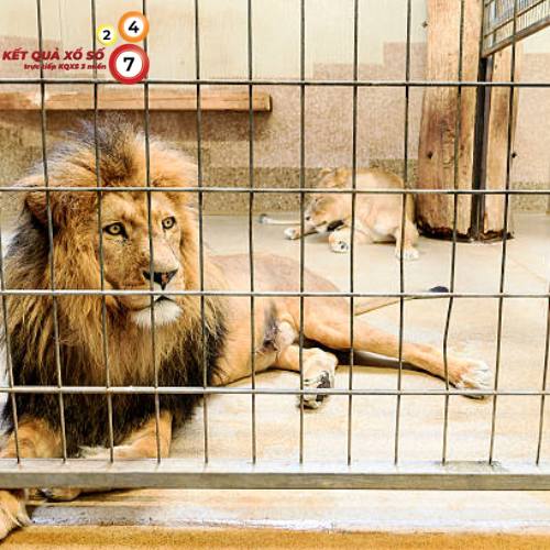 Thấy sư tử bị nhốt trong lồng