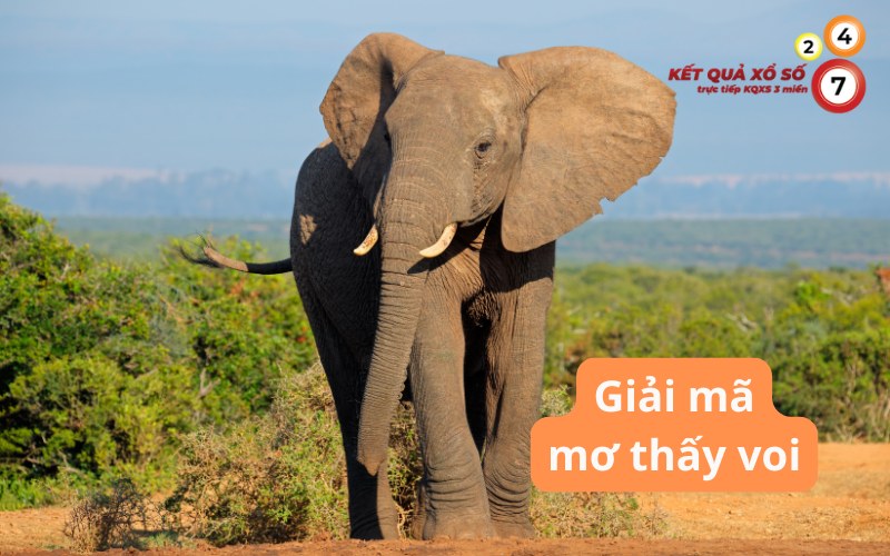 Mơ thấy voi mang điềm lành hay xấu? Xem ngay số may mắn ngay
