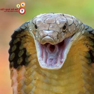 Rắn hổ mang đại diện cho sức mạnh, sự thích nghi và khả năng làm mới bản thân