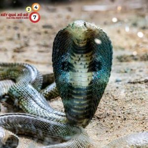Màu xanh của rắn hổ mang trong giấc mơ tượng trưng cho hy vọng và sức khỏe