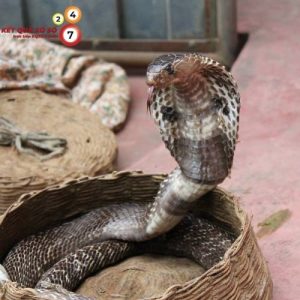 Giấc mơ rắn hổ mang lột xác tượng trưng cho sự trưởng thành và phát triển mới