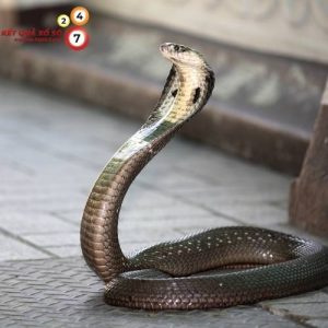 Giấc mơ thấy mình bắt rắn hổ mang tượng trưng cho quyền lực và bước tiến mới